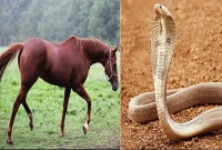 সাপের কামড়ে ঘোড়া মরে না কেন জানেন?