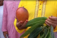 এক কেজি আমের দাম আড়াই লাখ টাকা!