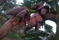 কলা গাছটি দেখতে ছুটে আসছেন মানুষ, প্রকৃতিতে এক অদ্ভুদ ঘটনা!