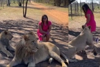 হিংস্র সিংহের সামনে তরুণীর কাণ্ড দেখে আঁতকে উঠলো বিশ্ব! (ভিডিও)