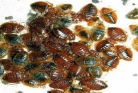 ঘরোয়া উপায়ে তাড়ান ঘরের সব ছারপোকা!