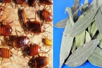 যেভাবে তেজপাতা দিয়ে সহজেই তাড়ান ঘরের সব তেলাপোকা!