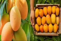 যা অবশ্যই করা উচিত আম খাওয়ার আগে!