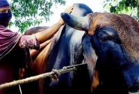 বিশাল আকৃতির ষাঁড় ‘লালু পালোয়ান’