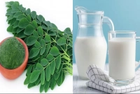 দুধের প্রায় সমান পুষ্টি সজনে পাতায়!