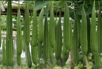 ঝিঙা পুষ্টিগুণে ভরপুর, স্বাস্থ্যের যে সকল উপকার করে