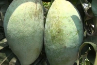 শুনতে বিস্ময়কর হলেও এক আমের ওজনই ৫ কেজি!