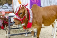 যে ভুলে কোরবানি শুদ্ধ হয় না