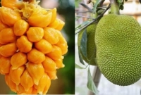 কাঁঠাল দিয়ে তৈরি করুন সুস্বাদু আচার