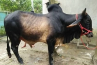 কী পরিমাণ টাকা বা সম্পদ থাকলে কোরবানি দিতে হবে?