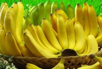 সূর্যের কারণে প্রায় সব ধরণের কলা বাঁকা হয়!