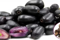 যা জানলে আর জামের বীজ ফেলে দিবেন না!