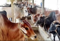 যে আতঙ্কে গরু খামারিরা