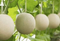 বিশ্বের সবথেকে দামি ফল, এক কেজির দাম ২০ লাখ টাকা!