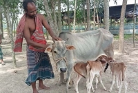  গাভীটি একসাথে তিনটি বাচ্চা প্রসব করেছে!