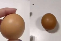 এক লাখ ৫০ হাজার টাকায় বিক্রি হলো একটি ডিম