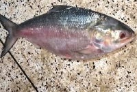 সাড়ে আট হাজার টাকায় বিক্রি হলো ইলিশ মাছটি