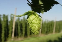 বিশ্বের সবচেয়ে দামি সবজি, ১ কেজির দামে কেনা যাবে ২ ভরি সোনা