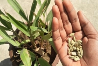 এলাচ গাছ লাগান ঘরের টবে, পাবেন দুই উপকার!
