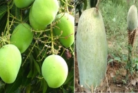 ৪ কেজি করে একেকটি আমের ওজন, খাগড়াছড়িতে ব্রুনাইয়ের রাজপরিবারের আম! ৪ কেজি করে একেকটি আমের ওজন, খাগড়াছড়িতে ব্রুনাইয়ের রাজপরিবারের আম!