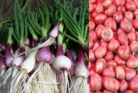 পেঁয়াজ সবজি না মসলা?
