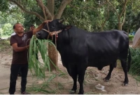 `পাগলা রাজা’ আসছে ঈদের হাটে! ওজন কত জানেন?