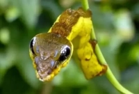 কোন সাপ দংশন করলে শরীরের সমস্ত ছিদ্র থেকে রক্ত বেরোতে শুরু করে?