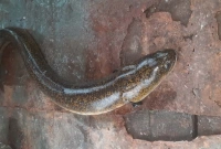 সাড়ে ৫ কেজি ওজনের বাইম মাছ ধরা পড়ল জেলের জালে