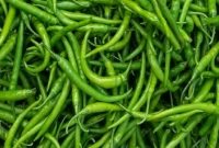 টিস্যু পেপার দিয়ে কাঁচা মরিচ ভালো রাখুন দীর্ঘদিন!