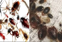 আছে সহজ উপায়, ঘর থেকে পালাবে ছারপোকা, তেলাপোকা ও ইঁদুর!