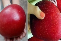 ‘সূর্যডিম’ পৃথিবীর সবচেয়ে দামি আম! একটির দাম কত জানেন?