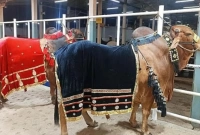 ‘পাঠান’ ও ‘জায়েদ খান’ নামকরণের কারণ জানালেন বিক্রেতা