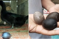অস্বাভাবিক ডিম পাড়লো হাঁস, চাঞ্চল্যের সৃষ্টি গোটা জেলাজুড়ে!
