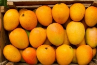 এই আম এতই সুস্বাদু যে এবার আরবে রপ্তানি হচ্ছে