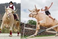 '‌সেলিব্রিটি' ষাঁড়, যার লক্ষ লক্ষ ফলোয়ার! 