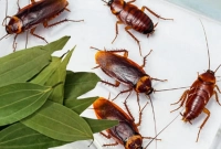 এবার তেজপাতা দিয়ে দূর করুন ঘরের তেলাপোকা!