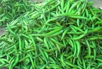 দৈনিক অন্তত ২টি কাঁচা মরিচ খেতে হবে! কারণ জানুন 