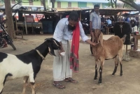 মানুষের মতোই ছাগল প্রতিদিন তিনবেলা চা খায়!