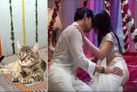 জানেন, বাসর রাতে বিড়াল মারা মানে কী?