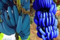 এই নীল রংয়ের কলা সবচেয়ে বেশি জনপ্রিয় কেন জানেন?