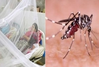 ডেঙ্গু রোগ ছড়ায় কীভাবে? কখন চিকিৎসা শুরু করতে হবে?