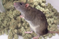 পুলিশের হেফাজতে থাকা ২২ কেজি গাঁজা খেয়ে ফেলেছে ইঁদুর!