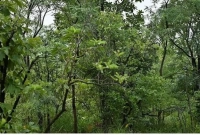 কোন গাছ এক হাজার বছরের বেশি সময় বেঁচে থাকতে পারে