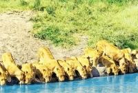 ধরা পড়ল এক বিরল দৃশ্য, ভাইরাল ভিডিও