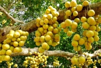 ফলটি ছোট হলেও লটকনের পুষ্টিগুণ আছে হাজারও