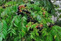 এই পাতার রস পানে শরীর থেকে ক্ষতিকর টক্সিন বেরিয়ে যায়