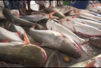 পাঙ্গাস মাছ খাওয়ার আগে যা জানা খুবই জরুরী