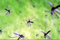 নিজ বাড়িকে মশামুক্ত রাখার প্রাকৃতিক উপায়!