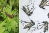 যে গাছ ঘরে থাকলে পালাবে মশা!