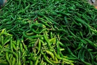 এক মণ ধানে মাত্র দুই কেজি কাঁচা মরিচ! এক মণ ধানে মাত্র দুই কেজি কাঁচা মরিচ!